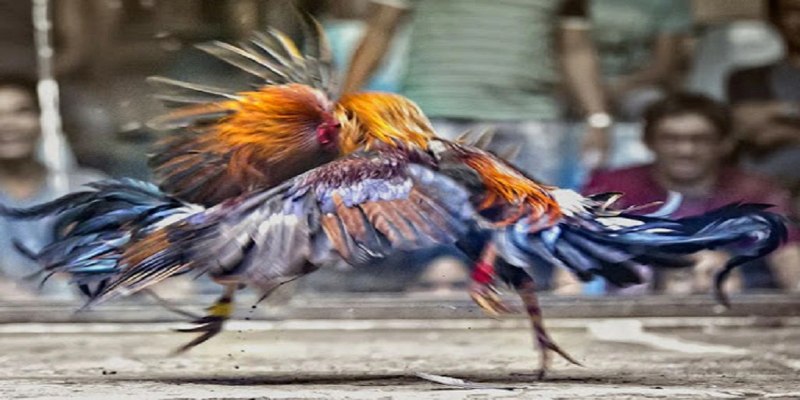 Những yếu tố cơ bản trong cách bắt kèo đá gà