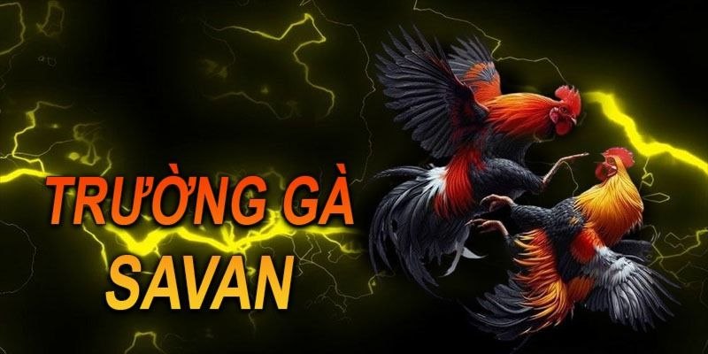 Kinh nghiệm khi tham gia cá cược tại trường gà